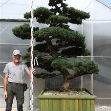 Pinus pentaphylla, Gartenbonsai Y7 - 220