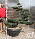 Mädchen-Kiefer - Pinus pentaphylla