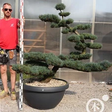 Pinus pentaphylla, Gartenbonsai YMn4 - 110