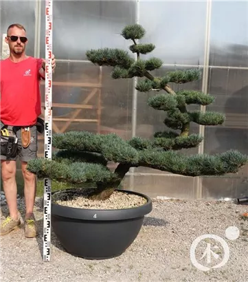Mädchen-Kiefer - Pinus pentaphylla