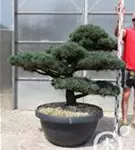 Mädchen-Kiefer - Pinus pentaphylla