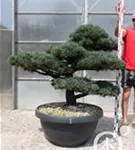 Mädchen-Kiefer - Pinus pentaphylla