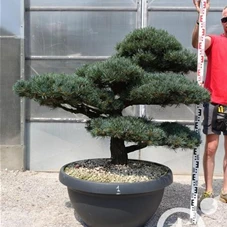 Pinus pentaphylla, Gartenbonsai YT28n1 - 100