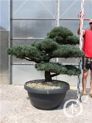 Mädchen-Kiefer - Pinus pentaphylla