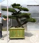 Mädchen-Kiefer - Pinus pentaphylla