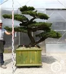 Mädchen-Kiefer - Pinus pentaphylla