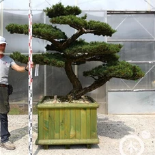 Pinus pentaphylla, Gartenbonsai Y2 - 200