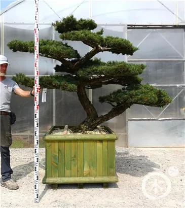 Mädchen-Kiefer - Pinus pentaphylla