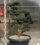 Mädchen-Kiefer - Pinus pentaphylla