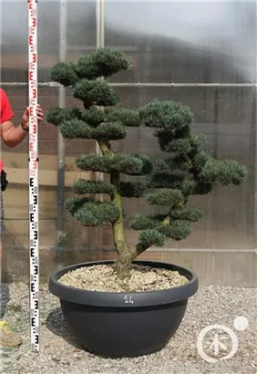 Mädchen-Kiefer - Pinus pentaphylla