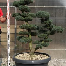 Pinus pentaphylla, Gartenbonsai YMn14 - 130