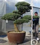 Mädchen-Kiefer - Pinus pentaphylla