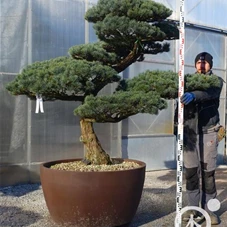 Pinus pentaphylla, Gartenbonsai YT29 - 160