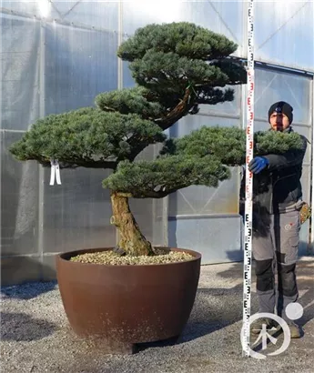 Mädchen-Kiefer - Pinus pentaphylla