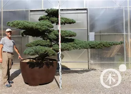 Mädchen-Kiefer - Pinus pentaphylla