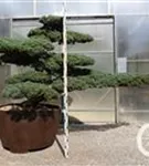 Mädchen-Kiefer - Pinus pentaphylla