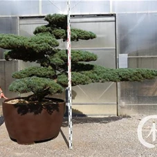 Pinus pentaphylla, Gartenbonsai YT30 - 130
