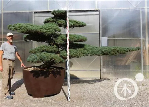 Mädchen-Kiefer - Pinus pentaphylla