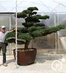 Mädchen-Kiefer - Pinus pentaphylla