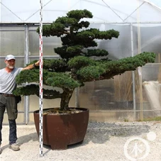 Pinus pentaphylla, Gartenbonsai Y13 - 170