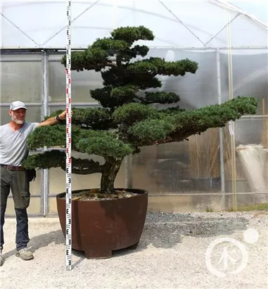 Mädchen-Kiefer - Pinus pentaphylla