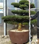 Mädchen-Kiefer - Pinus pentaphylla