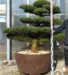 Mädchen-Kiefer - Pinus pentaphylla