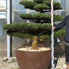 Pinus pentaphylla, Gartenbonsai NPn4 - 130