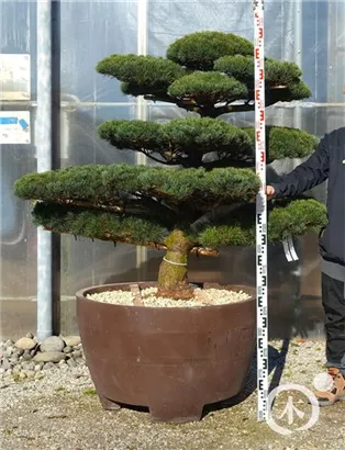 Mädchen-Kiefer - Pinus pentaphylla