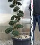 Japan-Stechpalme - Ilex crenata