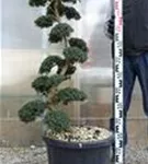 Japan-Stechpalme - Ilex crenata