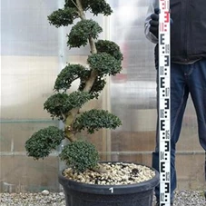 Ilex crenata, Gartenbonsai SK8n1 - 110