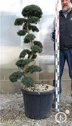 Japan-Stechpalme - Ilex crenata