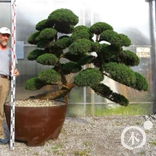 Juniperus chinensis, Gartenbonsai K17 - 120