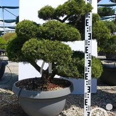 Juniperus chinensis 'Hitoigawa', Gartenbonsai NPn7 - 80