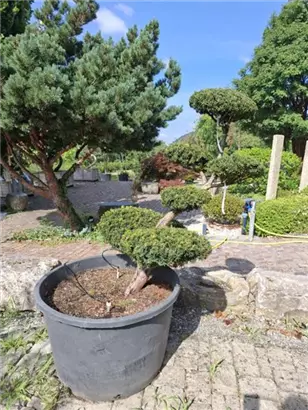 Japan.Zwergeibe - Taxus cuspidata 'Nana'