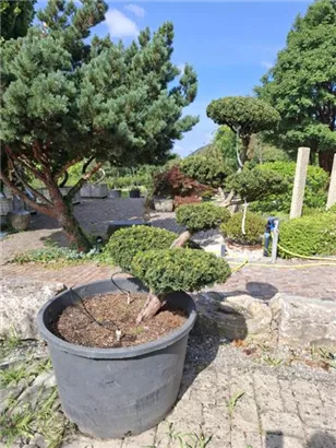 Japan.Zwergeibe - Taxus cuspidata 'Nana' Japan.Zwergeibe - Taxus cuspidata 'Nana'