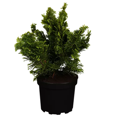 Kleine Muschelzypresse 'Nana Gracilis' - Chamaecyparis obtusa 'Nana Gracilis'