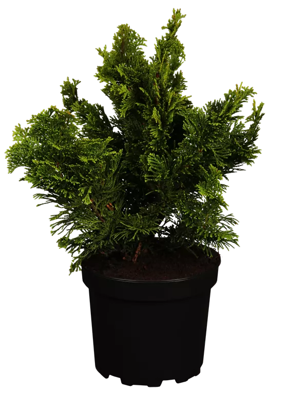 Kleine Muschelzypresse 'Nana Gracilis' - Chamaecyparis obtusa 'Nana Gracilis'