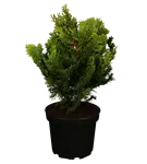 Kleine Muschelzypresse 'Nana Gracilis' - Chamaecyparis obtusa 'Nana Gracilis'