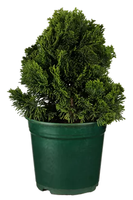 Kleine Muschelzypresse 'Nana Gracilis' - Chamaecyparis obtusa 'Nana Gracilis'