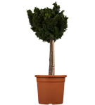 Kleine Muschelzypresse 'Nana Gracilis' - Chamaecyparis obtusa 'Nana Gracilis'