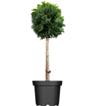 Kleine Muschelzypresse 'Nana Gracilis' - Chamaecyparis obtusa 'Nana Gracilis'