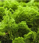 Kleine Muschelzypresse 'Nana Gracilis' - Chamaecyparis obtusa 'Nana Gracilis'