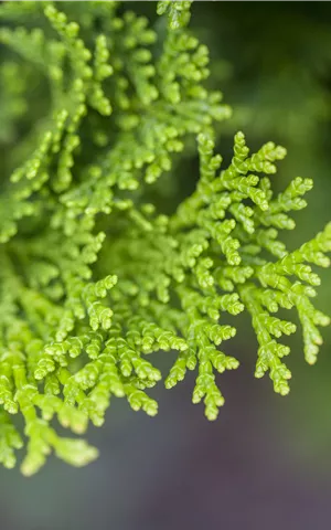 Chamaecyparis obtusa 'Nana Gracilis'