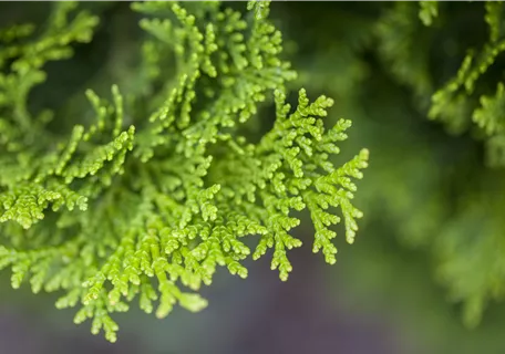 Chamaecyparis obtusa 'Nana Gracilis' - Kleine Muschelzypresse 'Nana Gracilis'