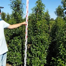 Prunus lusitanica 'Angustifolia' - Heckenpflanzen, mB - Aktion 180- 200 Prunus lusitanica 'Angustifolia' - Heckenpflanzen, mB - Aktion 180- 200