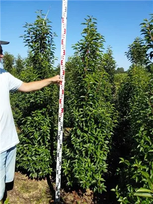 Portug.Lorbeerkirsche 'Angustifolia' - Prunus lusitanica 'Angustifolia' - Heckenpflanzen Portug.Lorbeerkirsche 'Angustifolia' - Prunus lusitanica 'Angustifolia' - Heckenpflanzen