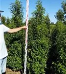 Portug.Lorbeerkirsche 'Angustifolia' - Prunus lusitanica 'Angustifolia' - Heckenpflanzen