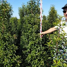 Prunus lusitanica 'Angustifolia' - Heckenpflanzen, mB - Aktion 200- 225 Prunus lusitanica 'Angustifolia' - Heckenpflanzen, mB - Aktion 200- 225